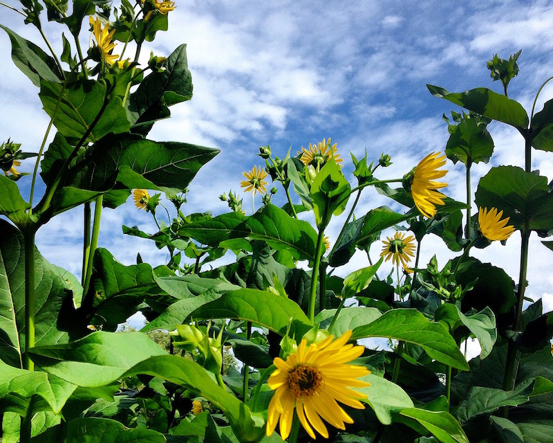 Instagram Roundup: Summer in Boston